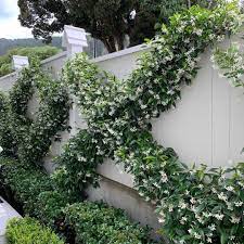 hedge garden design nursery on instagram want to know how to do this i ve added a new help page to my website on ho garden design nursery design hedges