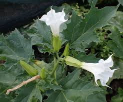 Image result for Datura stramonium
