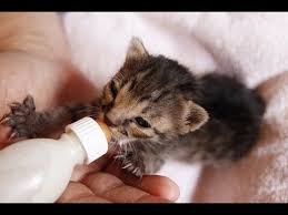 Cute Kitties Drink Milk From Bottle Like Baby Kittens Cutest Baby Baby Cats Baby Kittens