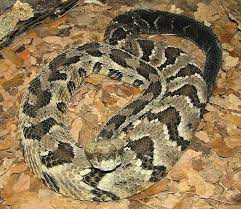 Timber Rattler And Other Venomous Snakes Found In The Nc Mountains Snake Rattlesnake Poisonous Snakes