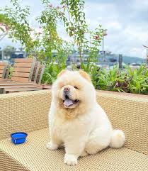 Chow Chow Colors Do Panda Chow Chows Exist Bubbly Pet