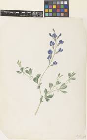 Image result for Sophora velutina