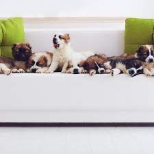 The goal is to train the stomach to relax and rapidly stretch, allowing these professional eaters to take in this enormous volume that most people can't. How Many Dogs Can You Own Legal Regulations And Advice