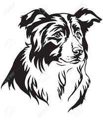 Black And White Collie Dog Drawing Decorative Portrait Of Dog Border Collie Vector Isolated Illustration Border Collie Art Dog Silhouette Animal Stencil