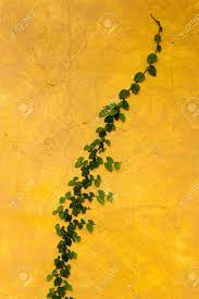 We did not find results for: Yellow Background Yellow Wallpaper Stock Photo Picture And Royalty Free Image Image 78265351