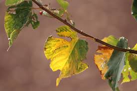 Man kann dieser tatsache nicht zustimmen. So Langsam Kommt Der Herbst Foto Bild Natur Herbst Jahreszeiten Bilder Auf Fotocommunity