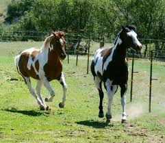 Black White And Brown Horses Beautiful Is A Skewbald Black And White Or Brown And White Horses Pretty Horses Cute Horses