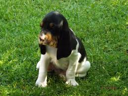 Image result for švycký honič