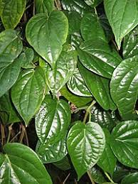 Daun kaduk mengeluarkan sedikit aroma herba apabila dikoyak atau digosok antara tapak tangan. Sirih Wikipedia Bahasa Melayu Ensiklopedia Bebas