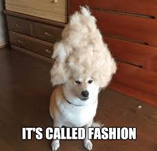 It S Called Fashion I Has A Hotdog Dog Pictures Funny Pictures Of Dogs Dog Memes Puppy Pictures Doge