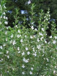 Image result for Satureja