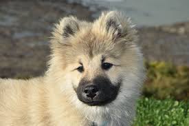 Maybe you would like to learn more about one of these? Eurasier Puppy Online Shopping Mall Find The Best Prices And Places To Buy