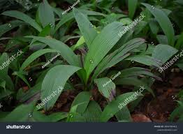 Image result for Hypoxidaceae