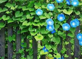 Pin On Great Gardening