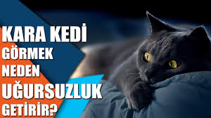 Kara Kedi Gormek Neden Ugursuzluk Getirir Youtube