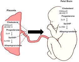 Frontiers Reduced Neurosteroid Exposure Following Preterm