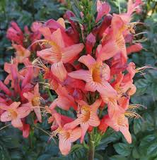 Image result for Tecomaria