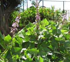 Image result for Dolichos trilobus