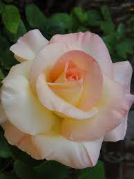 Whether you are picking out a flower bouquet for a weddin. Princess Diana Rose Hybrid Tea Roses Tea Roses Flowers