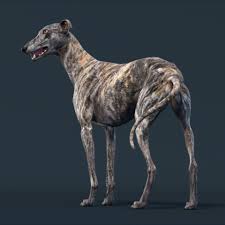 Dog Greyhound 3d Model In 2020 Dog Modeling Animation 3d Model