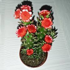 Your walls are a reflection of your personality, so let them speak with your favorite quotes, art, or designs printed on. Opuntia Subulata Montrose Cactus Uploaded By Sambucussam