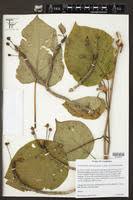 Image result for Anthospermum usambarense