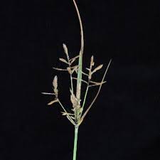 Image result for Pycreus chrysanthus