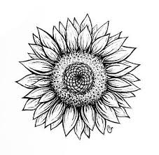 Black and white sunflower drawing. Black And White Sunflower Drawings Fine Art America