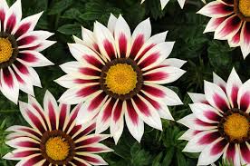 Short and precise knowledge of gazania and petunia/care/tips/growing/colours of petunia/sunlight. Gazania New Day Rose Stripe Treasure Flower