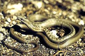The Antiguan Racer World S Rarest Snake Snake Rare Species Rare