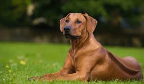 Image result for rhodéský ridgeback