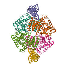 Image result for Phylica emirnensis