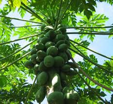 And your tree will grow up to a manageable size. Growing Caring For Papaya Trees Edison And Ford Winter Estates