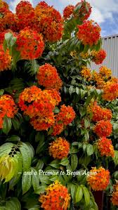 Image result for Englerina