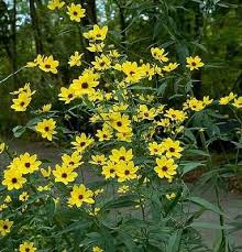 Pin On Plants To Find