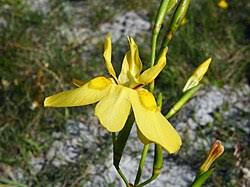 Image result for Moraea niassensis