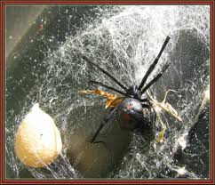 How do i get rid of black widow spiders in my yard? Black Widow Spider We Found This Large Spider And Egg Sac Flickr