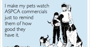I Make My Pets Watch Aspca Commercials Just To Remind Them Of How Good They Have It Pet Watching Veterinary Humor Funny Commercial Ads