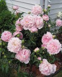Peony Supports Tips For How To Keep Peonies From Falling Over Peony Support Peonies Garden Beautiful Flowers