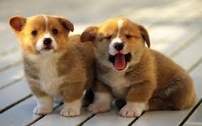 If your dog makes this list, she needs extra walks, less food, and training without extra treats. Fat Dog Wallpapers Top Free Fat Dog Backgrounds Wallpaperaccess