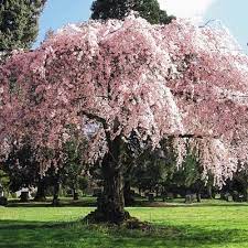 Here are some tips on how to spot one. Weeping Cherry Direct Gardening