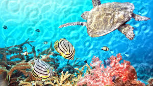 Wallpapers for mobile, iphone, ipad, tablets, android phones, windows phones and desktop backgrounds. Watery Desktop 3d Free Live Wallpaper For Windows