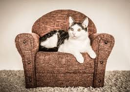 Evde Kedi Besleyenlerin Cok Iyi Bildigi 12 Durum Hayat Haberleri