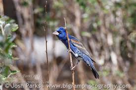 Image result for Passerina montana