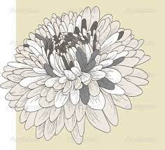 Chrysanthemum Art Prints Chrysanthemum Drawing Chrysanthemum Drawing Chrysanthemum Flower Chrysanthemum Flower Drawing