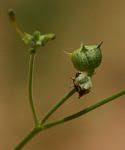 Image result for Kohautia cynanchica