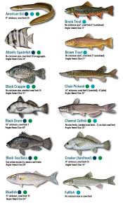 Saltwater Fish Chart Texas