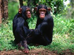 Image result for IMAGES OF BLACK MONKEYS