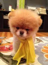 i m thinking a bad day at the salon lol she looks like she got left under the hair dryer too long lmbo boo the dog boo puppy boo the cutest dog