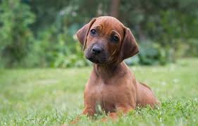 Why buy a rhodesian ridgeback puppy for sale if you can adopt and save a life? Rhodesian Ridgeback Price How Much Do Puppies Cost All Things Dogs All Things Dogs